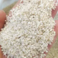 نیم دانه کشت دوم طارم هاشمی شمال|خوردنی و آشامیدنی|اصفهان, هوانیروز|دیوار