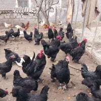 جوجه مرندی نژاد تخمگذار|حیوانات مزرعه|ساری, |دیوار