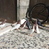 کبوتر شهری جفتی|پرنده|ارژن, |دیوار