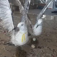 یک جفت پرنده تزئینی زیبا وقشنگ