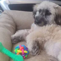 شیتسو اسکات