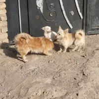 سگ پاکوتاه|سگ|نیشابور, حقیه|دیوار