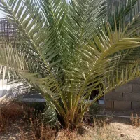 فروش نخل و بچ قصب جهرم|گل و گیاه طبیعی|جهرم, |دیوار