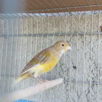 قناری آهویی ماده