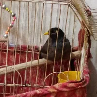 مینا 1 نر ساله سخنگو اصیل باهوش