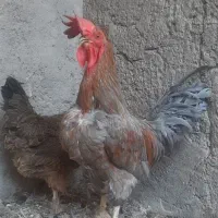 مرغ و خروس محلی