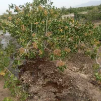 زمین پسته ای