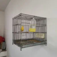 قناری نر|پرنده|قرچک, زیبا شهر|دیوار