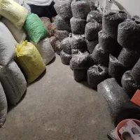 مغز گردو امسالی پر چرب تویسرکان|خوردنی و آشامیدنی|رشت, پارک شهر|دیوار