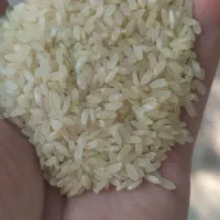 برنج وخرده‌کامفیروز خوش عطر به شرط پخت|خوردنی و آشامیدنی|شیراز, آزادگان|دیوار