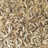 طعمه ی پت(ماگوت)برای ماهیگیری باقلاب