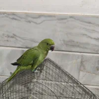 ملنگو|پرنده|قم, سید معصوم|دیوار