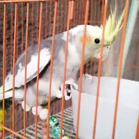 عروس هلندی ماده یه دونه عروس هلندی بالغ