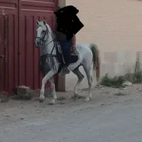 مادیان خالص ایرانی