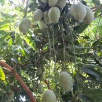 نیازمند یک کارگر باغ