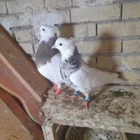 جفت طوقی یک|پرنده|رامشیر, |دیوار