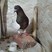 کبوتر نرسفید|پرنده|آذرشهر, |دیوار