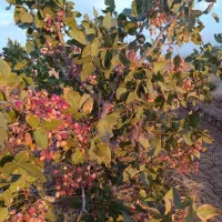 فروش باغ کشاورزی پسته احمدآقای  با سهمیه آب چاه|فروش دفتر صنعتی، کشاورزی، تجاری|نیریز, |دیوار