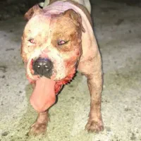 پیتبول(امریکن استافورد شایر)|سگ|لاهیجان, کوه بیجار|دیوار