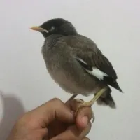 گمشده مرغ مینا