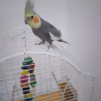 عروس هلندی|پرنده|خرم‌آباد (تنکابن), |دیوار