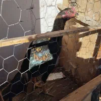 یک خروس ۱۵ماهه ودوتاجوجه ۷ماهه یک هم ۸ماهه|حیوانات مزرعه|شاهین دژ, |دیوار