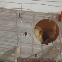 جفت عروس هلندی|پرنده|سرداران, |دیوار