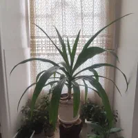گل اشکه ملکه یا موزی فوری
