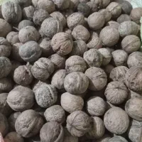 گردو محلی اورگانیک