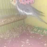 پرنده|پرنده|کرمان, |دیوار