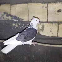 نر پشت دار سیاه