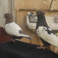 جفت سینه|پرنده|مرودشت, ابوذر شمالی‎|دیوار