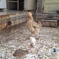 مرغ و جوجه محلی