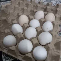 تخم مرغ گلین اصل عکس مولد هارو هم گذاشتم