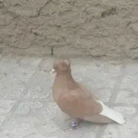 کبوتر رنگه ماده