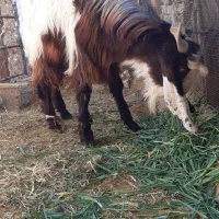 فروش گوسفند نر داشتی|حیوانات مزرعه|رونیز, |دیوار