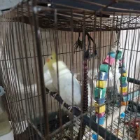 عنوا پرنده به فروش می‌رسد