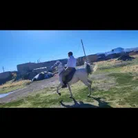 مادیان کورد