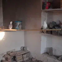 10عدد کبوتر|پرنده|خوی, |دیوار