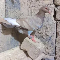 کبوتر. پرنده.کفتر.|پرنده|چناران, |دیوار