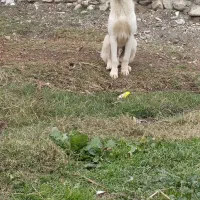 فروش سگ|سگ|کردکوی, |دیوار