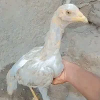 مرغ 7 ماهه|حیوانات مزرعه|ایرانشهر, |دیوار