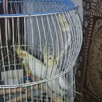 سه عدد عروس هلندی سرحال آماده جفت گیری۶ماهه|پرنده|طاهرگوراب, |دیوار