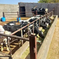 گوساله نر هلشتاین شیر گرفته