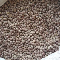 لوبیا چیتی