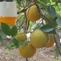 فروش پرتغال تامسون|خدمات باغبانی و درختکاری|سورک, |دیوار