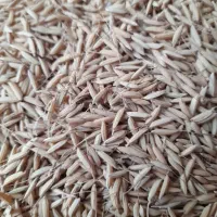 تخم جو اصلاح شده برنج هاشمی