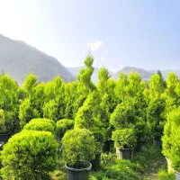 فروش لاسون پیچ و برگ بو ویاس جعبه و یوکا|گل و گیاه طبیعی|چابکسر, |دیوار