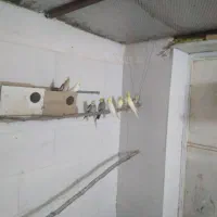 عروس هلندی|پرنده|برازجان, |دیوار