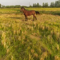 نریان جوان ۵ساله مناسب گله
